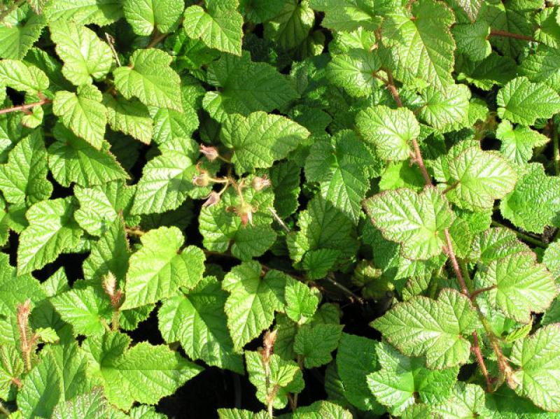 Hellgrünes Laub der Rubus tricolor