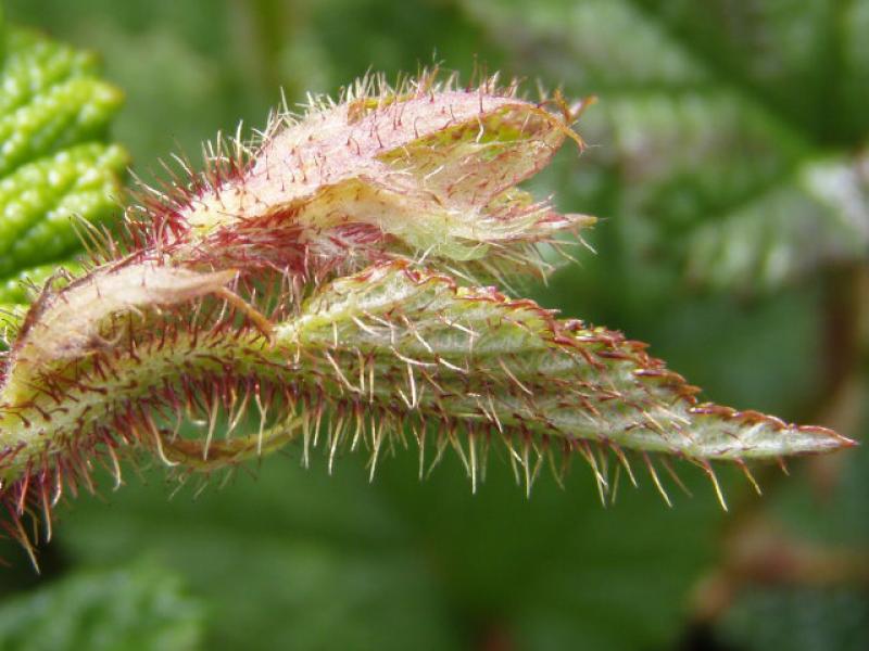 Triebspitze von Rubus tricolor