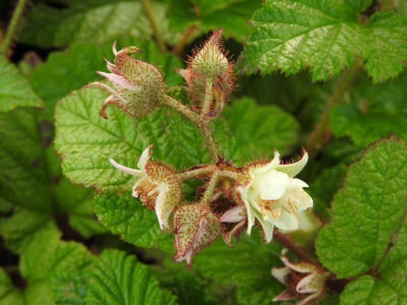 Blütentraube von Rubus tricolor