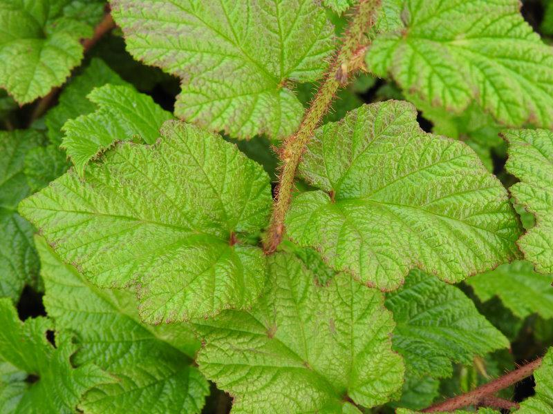 Hellgrünes Laub der Chinesischen Brombeere mit roten Akzenten