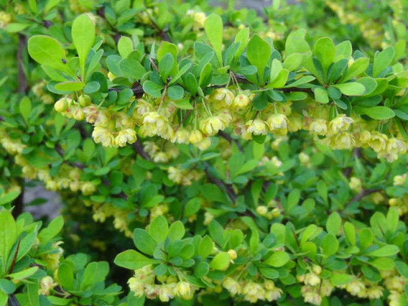 Noch halb verschlossene gelbe Blüten der Heckenberberitze