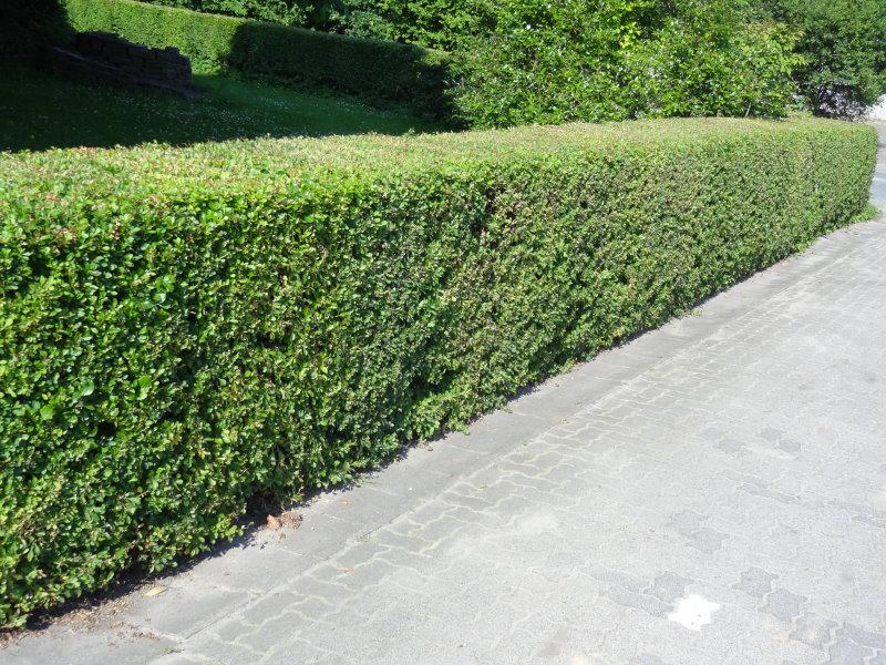 Streng geschnittene Hecke von Berberis thunbergii