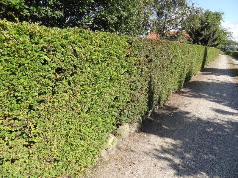 Grüne Heckenberberitze in Verwendung als geschnittene Hecke