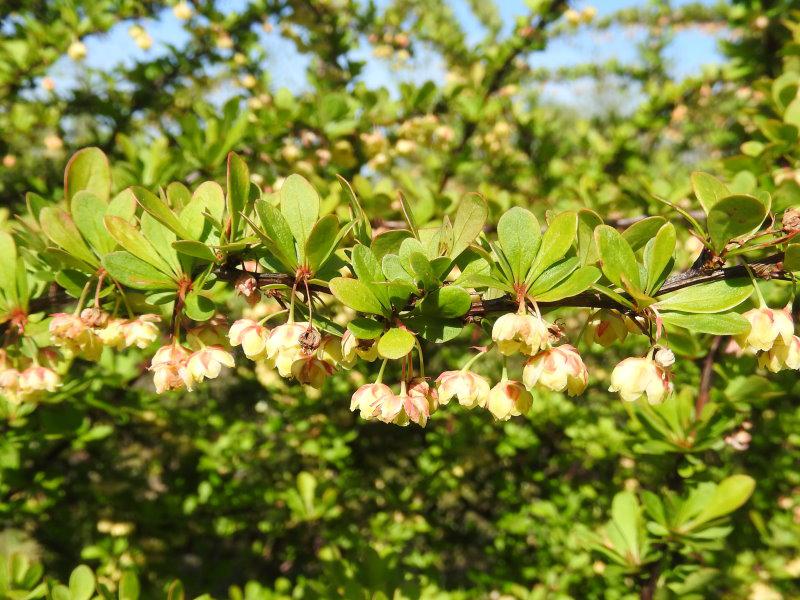 Die gelbblühende Heckenberberitze ist auch als Bienenweide geeignet.