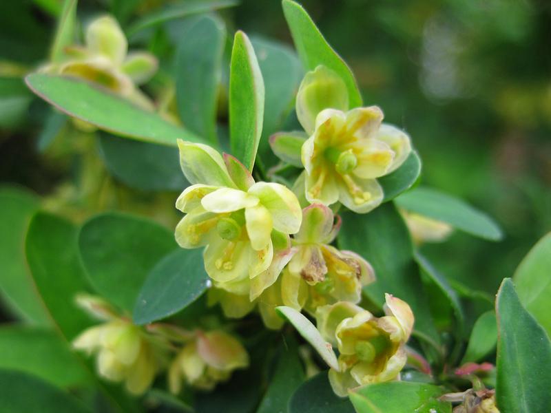 Gelbe Blüten der Grünen Heckenberberitze