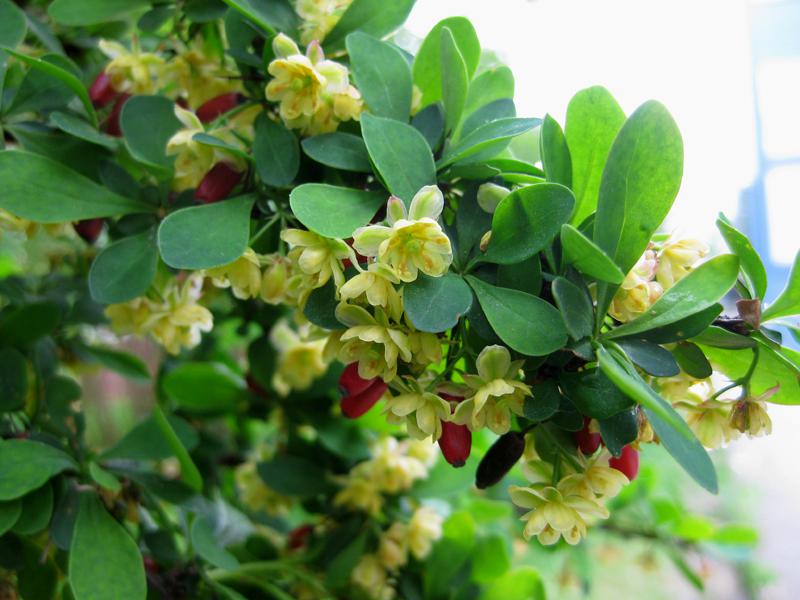 Gelbe Blüte und erste rote Früchte der Heckenberberitze im April