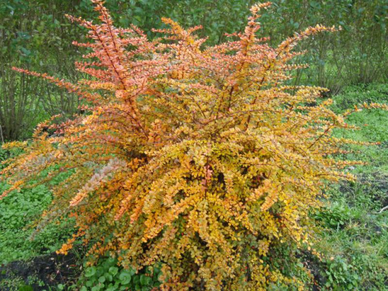 Berberis thunbergii im Herbst