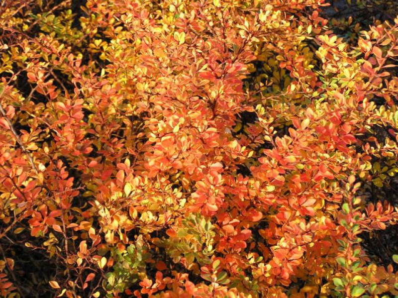 Prächtiges rotes Herbstlaub bei Berberis thunbergii