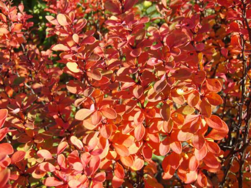 Das Laub der Heckenberberitze färbt sich im Oktober orange-rot.