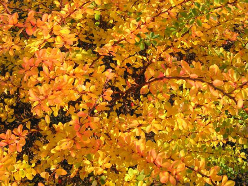 Manchmal erscheint das Laub der Heckenberberitze im Herbst auch in gelber Färbung