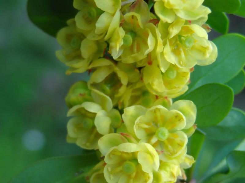 Gelbe Blüten vor grünen Laub bei der Berberis thunbergii