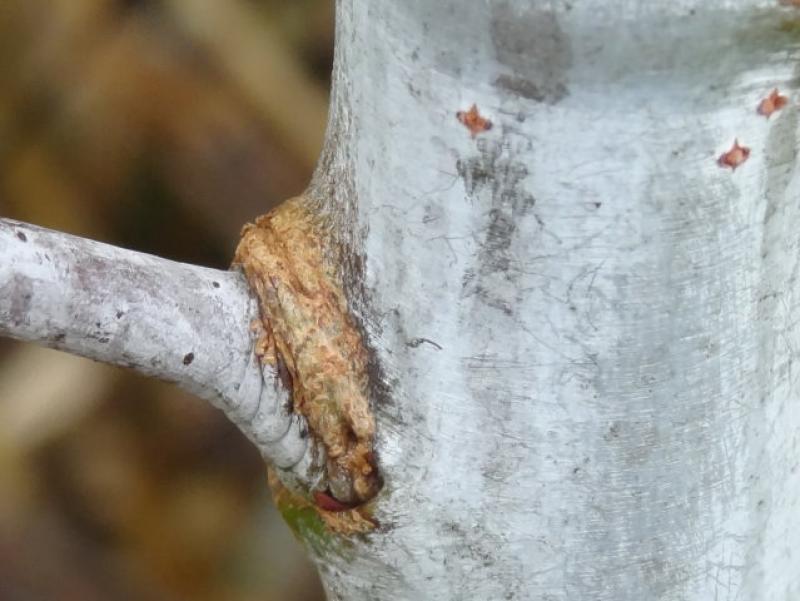 Typische Bläuliche Rinde der Spitzweide im Winter