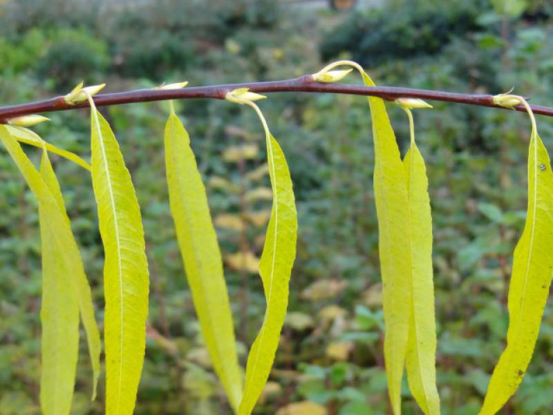 Salix acutifolius pendulifolius: Schönes Herbslaub