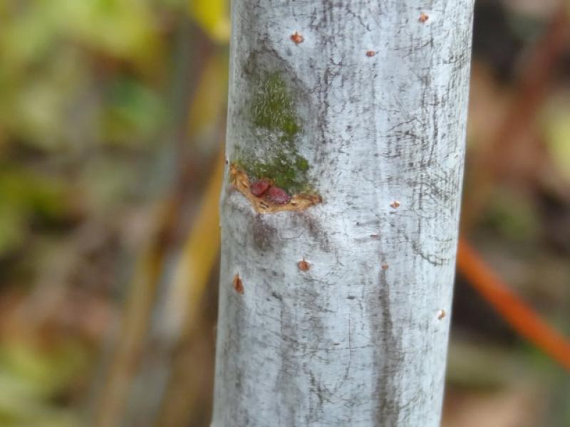 Die bläulich-weiße Triebfärbung der Spitzblättrigen Weide