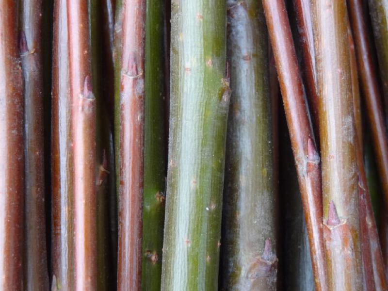 Einjähriger Trieb von Salix acutifolius pendulifolius, noch nicht ausgefärbt