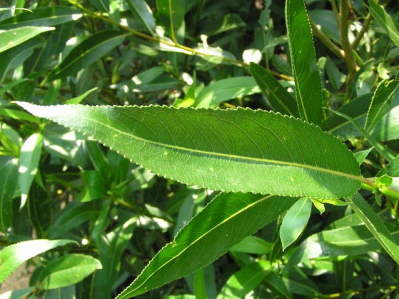 Schmales Blatt von Salix alba