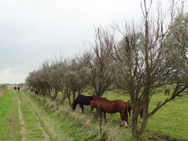 Von Wind gebeutelte Salix alba, direkt hinterm Deich an der Nordseeküste