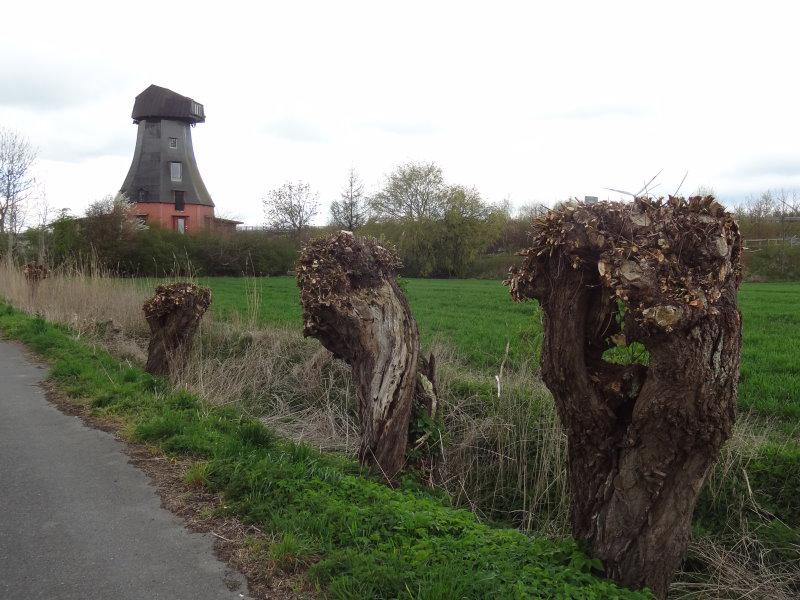 Frisch als Kopfweiden zurückgeschnittene Weißweiden