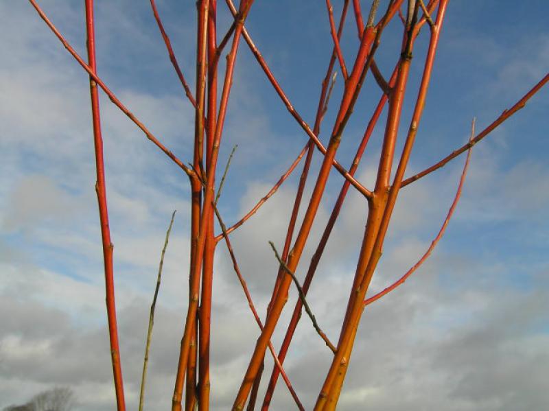 Weißweide Britzensis - orange-rote Triebe im Winter