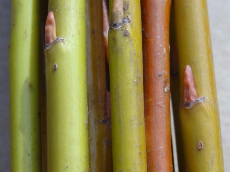 Einjährige, gut ausgefärbte Wintertriebe von Salix alba Britzensis