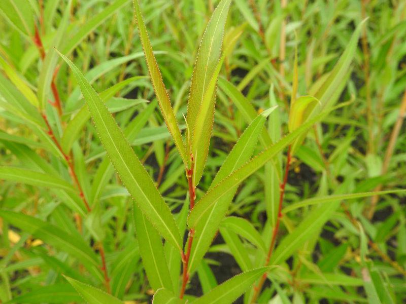 Salix alba Britzensis - junge rötliche Triebe