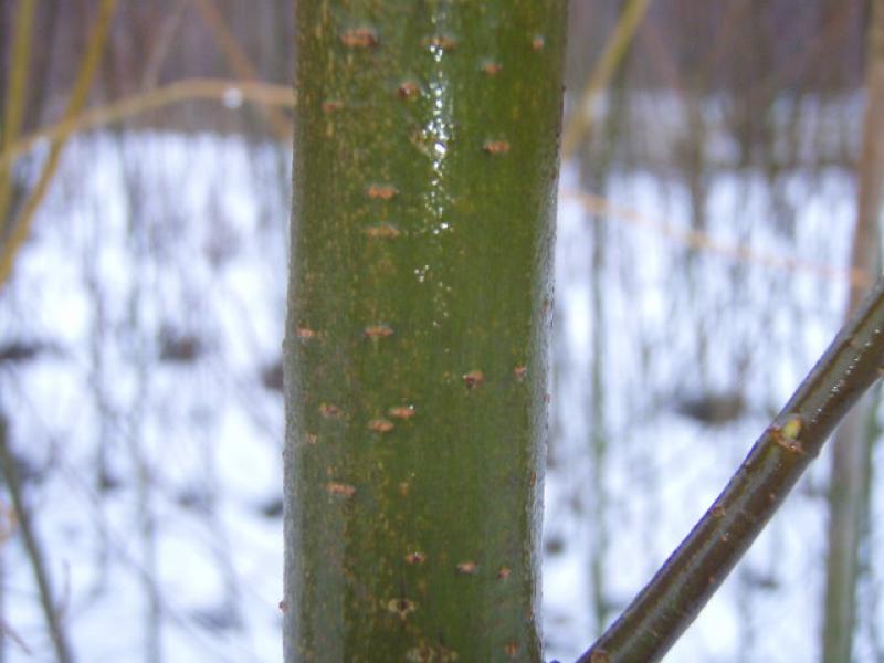 Winterliche Triebfarbe von Salix alba Küstenrasen