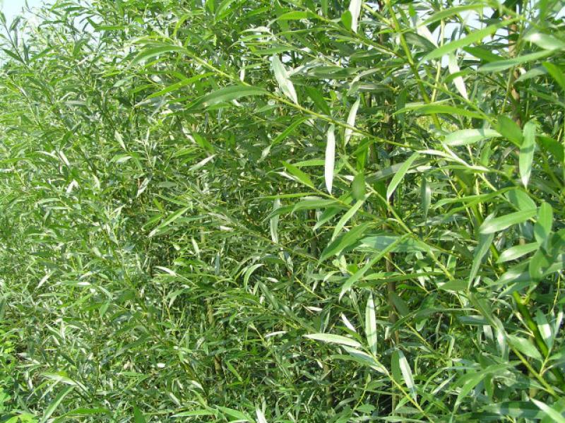 Silbrig-grünes Laub der Salix alba Liempde