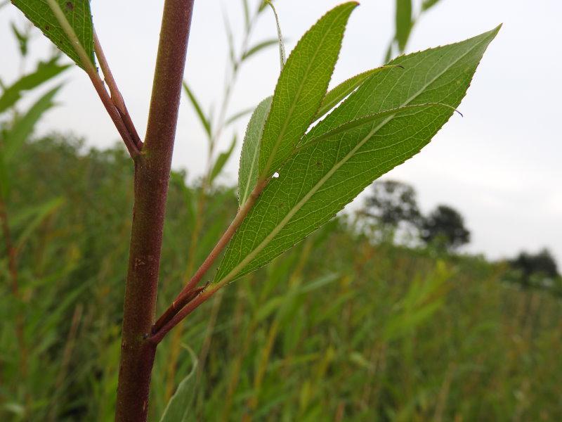 Rötlich-brauner Trieb der Salix alba Liempde