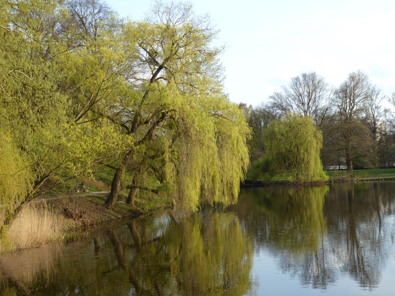 Trauerweiden fühlen sich an Gewässern sehr wohl.