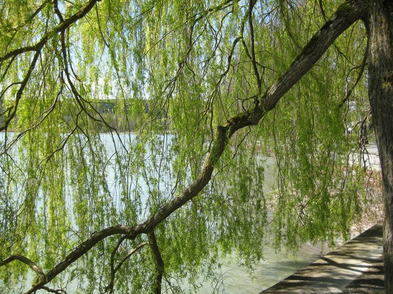 Das frisch ausgetriebene Laub der Trauerweide ist gelbgrün.