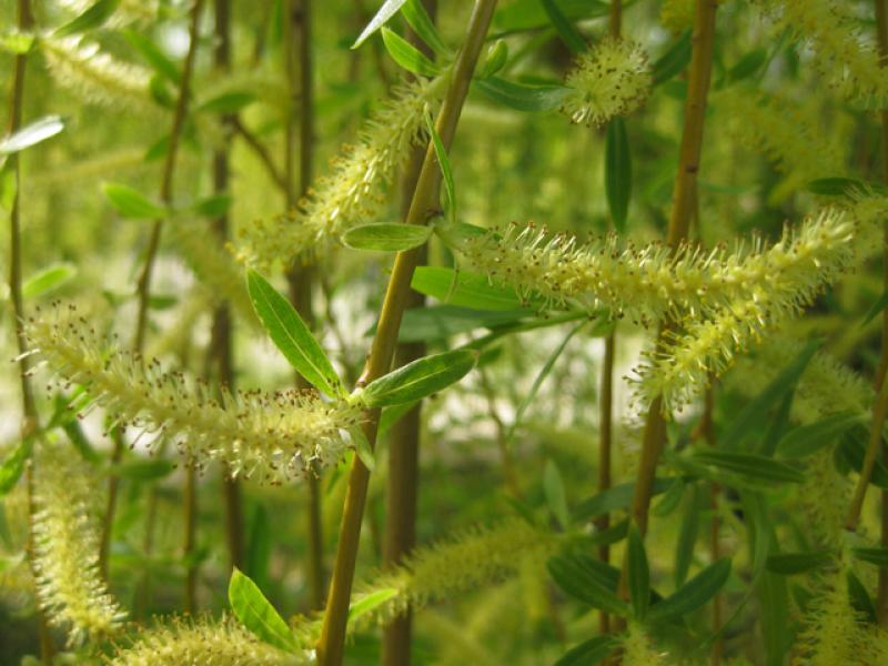 Die Blüten der Trauerweide