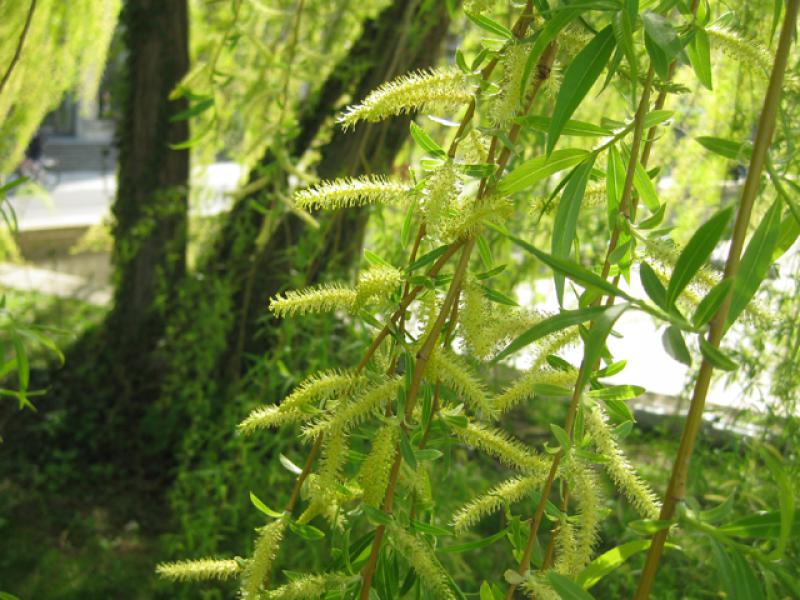 Gelbe Triebe bei Salix alba Tristis