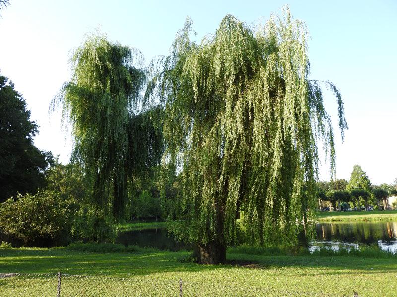 Salix alba Tristis - Wuchsform