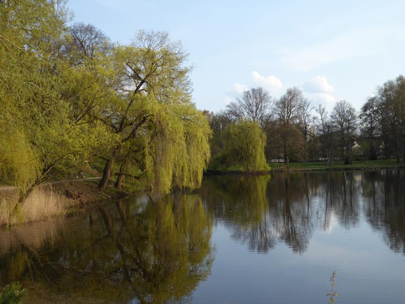 Sich im Wasser spiegelnde Trauerweiden im Frühjahr