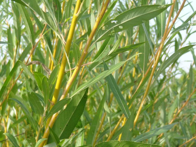 Die gelbe Triebfärbung wird schon im Oktober gebildet (Salix alba Vitellina)