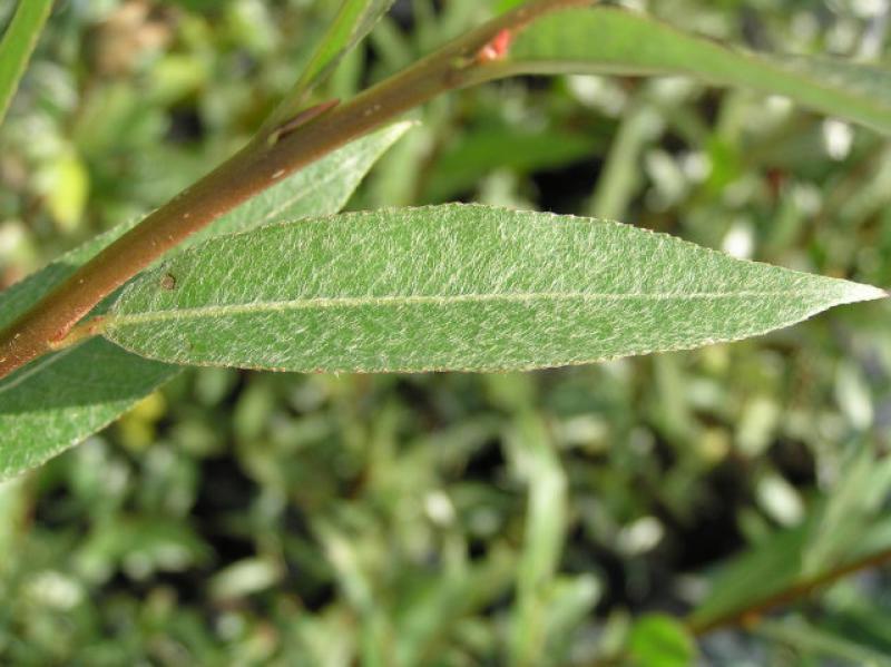 Weißweide Yelverton - schmales Blatt