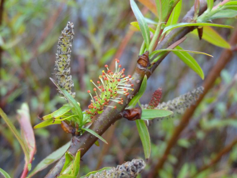 Blüte von Salix americana