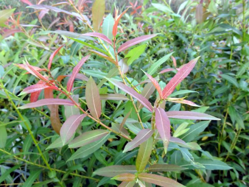 Typischer roter Blattaustrieb bei Salix americana