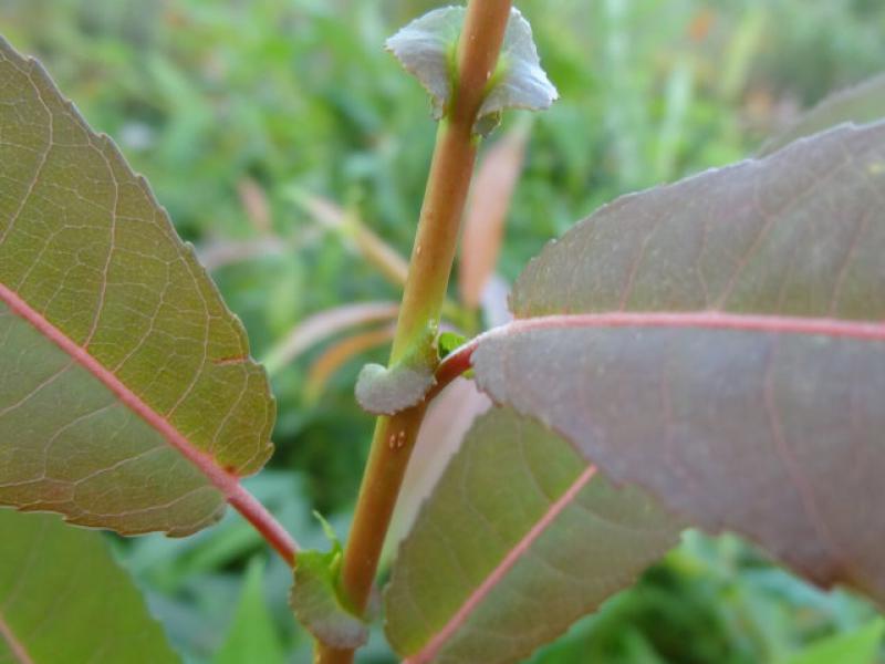 Salix americana: Markante Nebenblätter