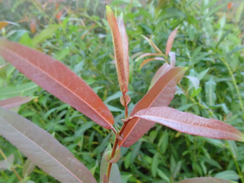 Rötlich gefärbte Triebspitze von Salix americana