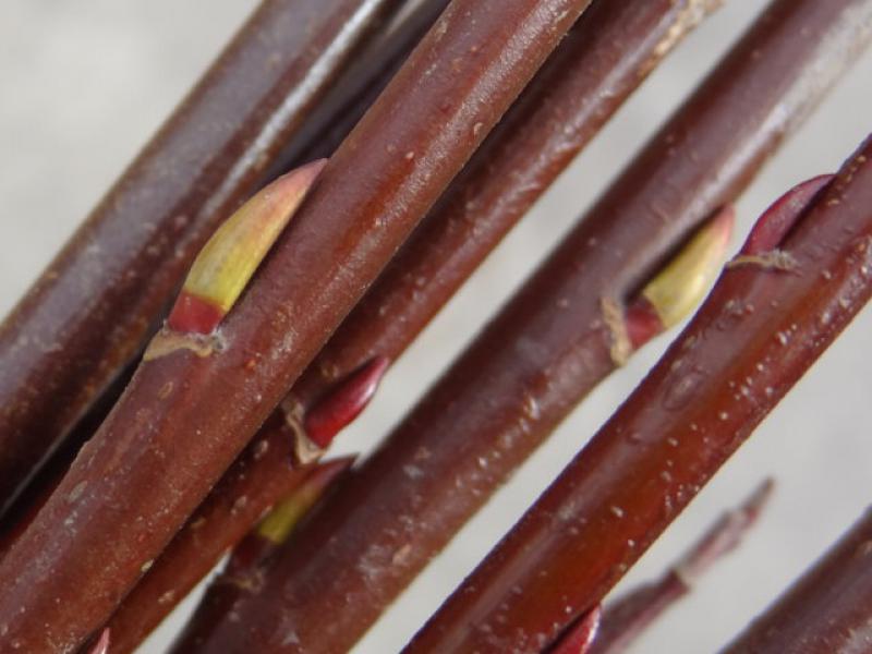 Winterknospen bei Salix americana