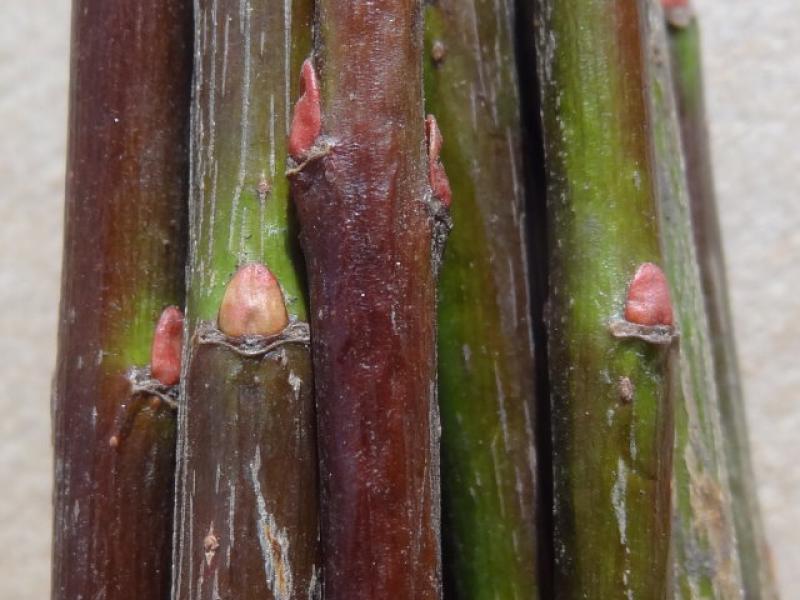 Einjährige Wintertriebe von Salix amplexicaulis