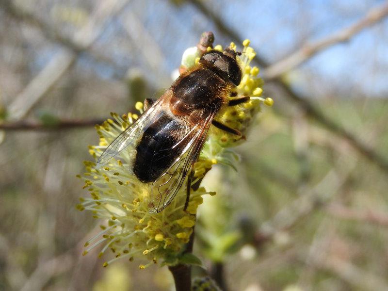 Die männlichen Blüten der Öhrchenweide liefern viele Pollen.