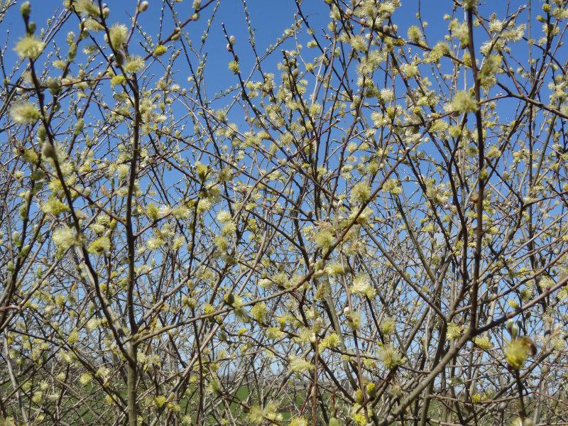 Salix aurita in voller Blüte