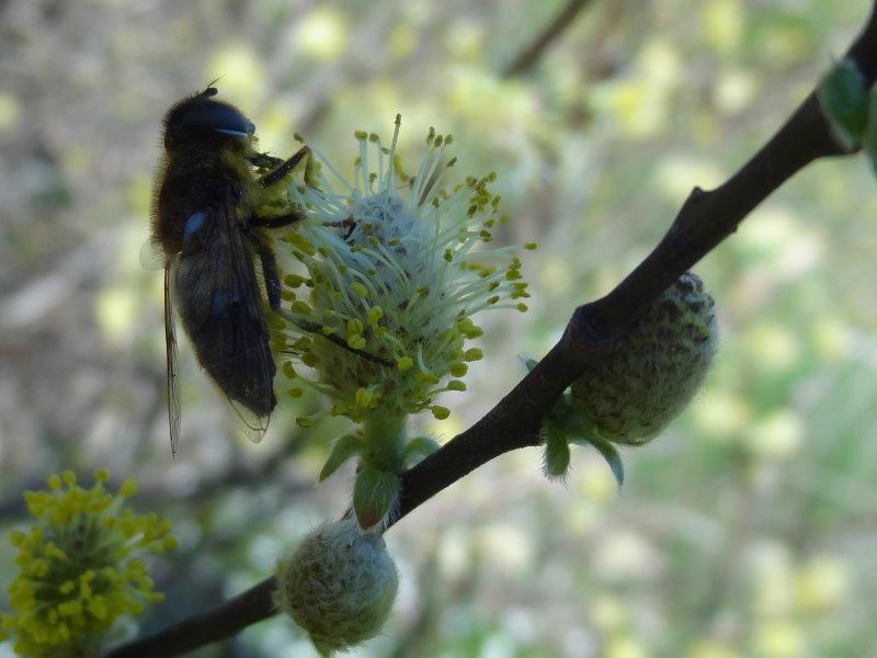 Die Öhrchenweide ist eine gute Bienenweide.