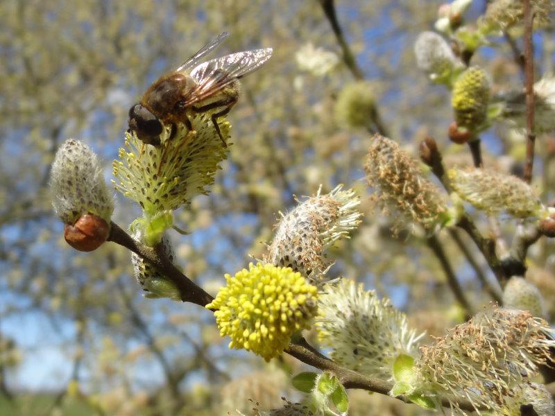 Ein hübscher Frühblüher: die Öhrchenweide