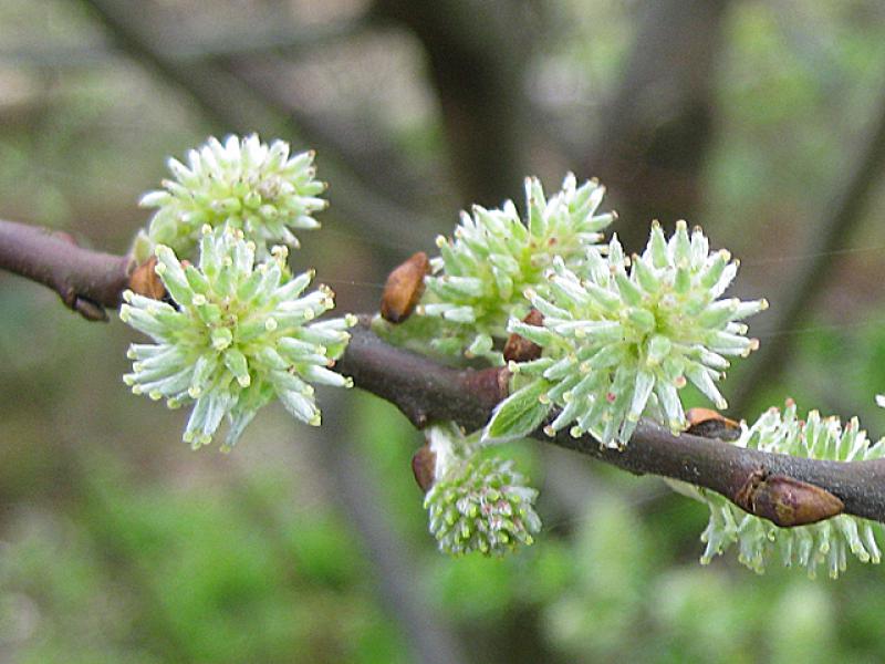 Blüte der Öhrchenweide