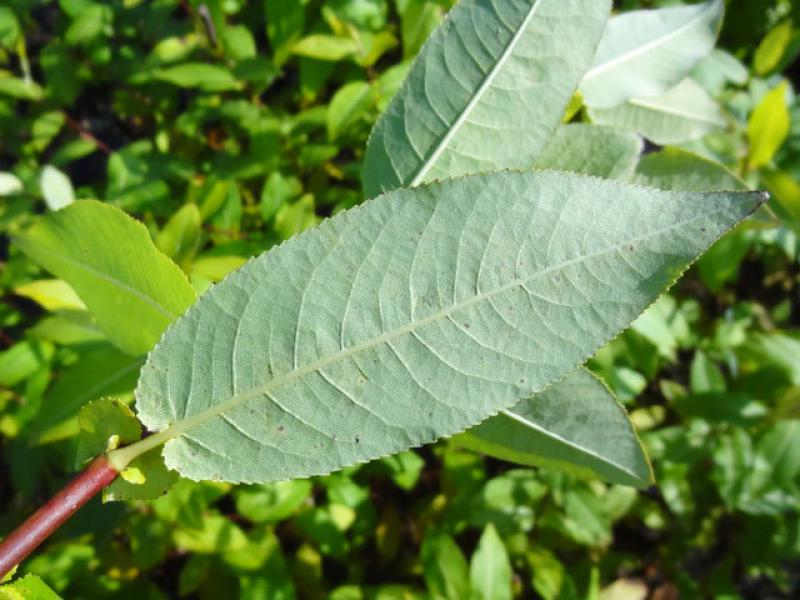 Die helle Blattunterseite von Salix balsamifera mas