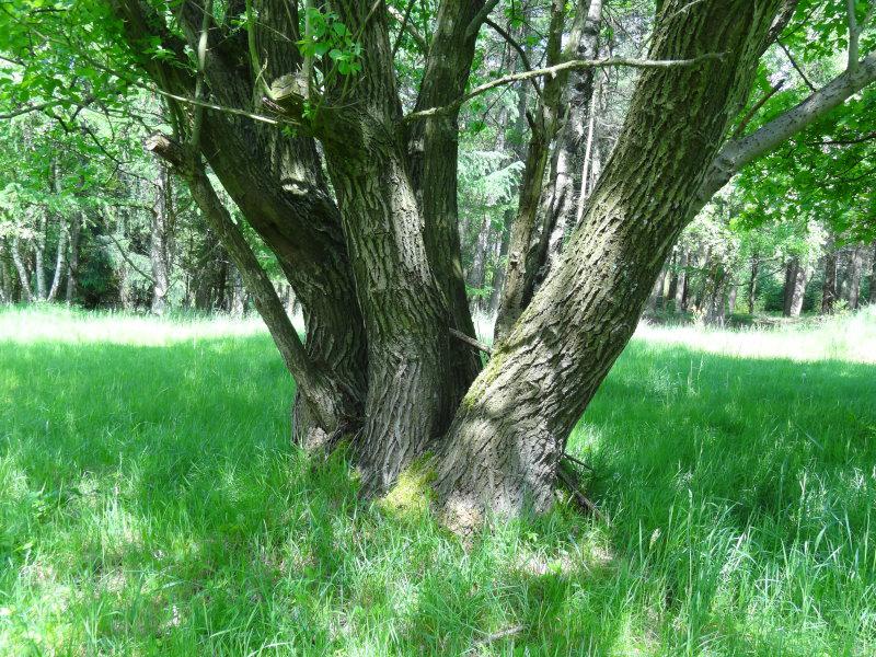 Der Stammfuß einer mehrstämmigen Salix caprea - Salweide