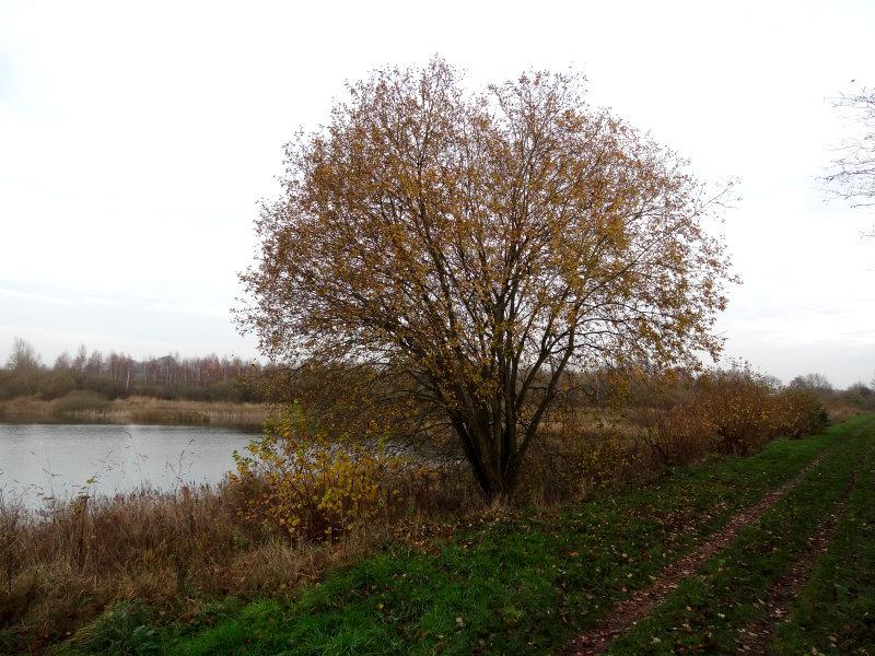 Größere Salweide am Gewässer